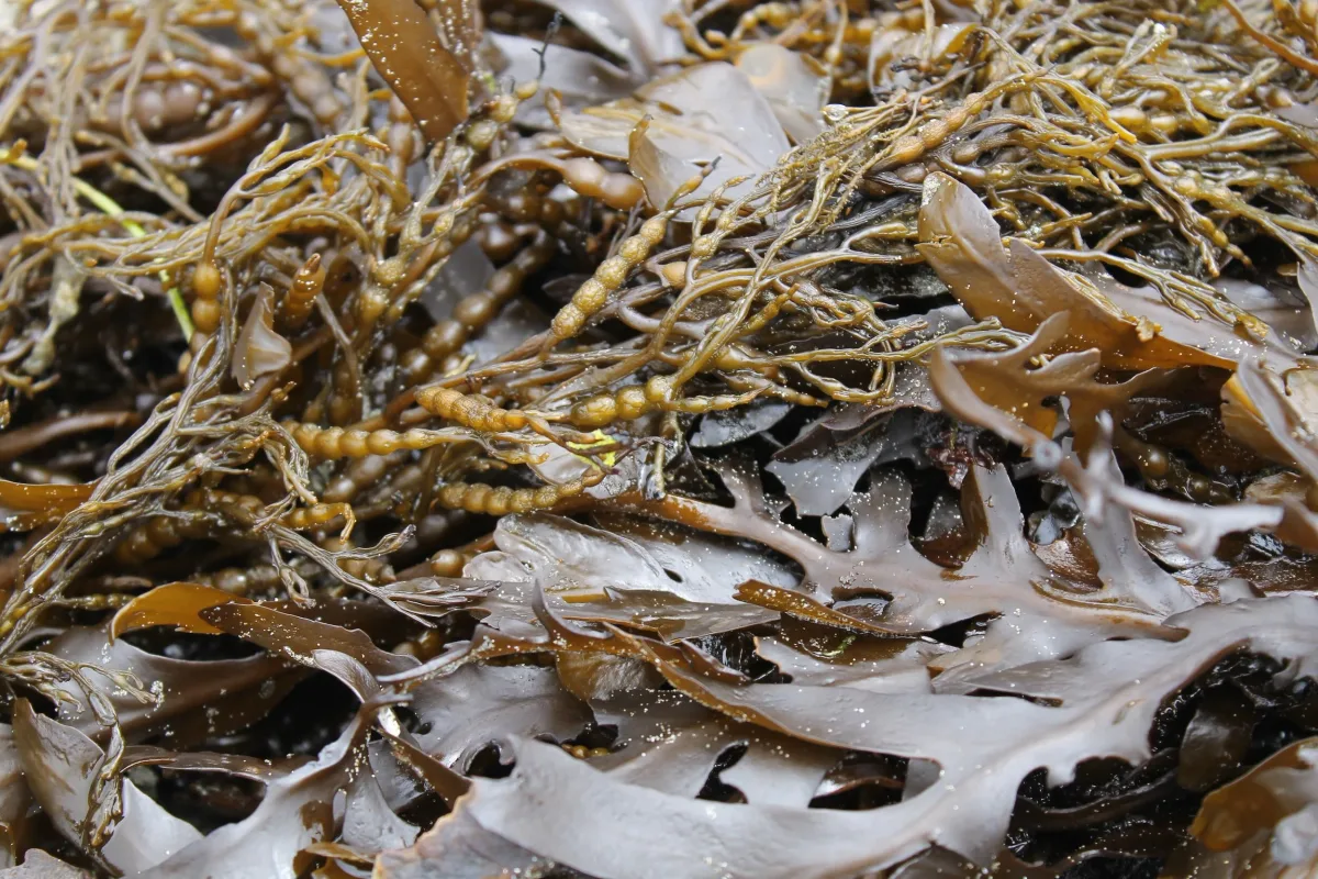 Freshly harvested kelp fronds, close up