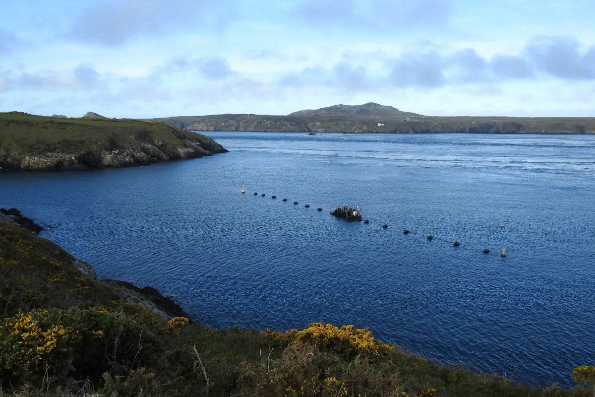 Wide view of the ocean farm, the buoy float-line stretched across the sound