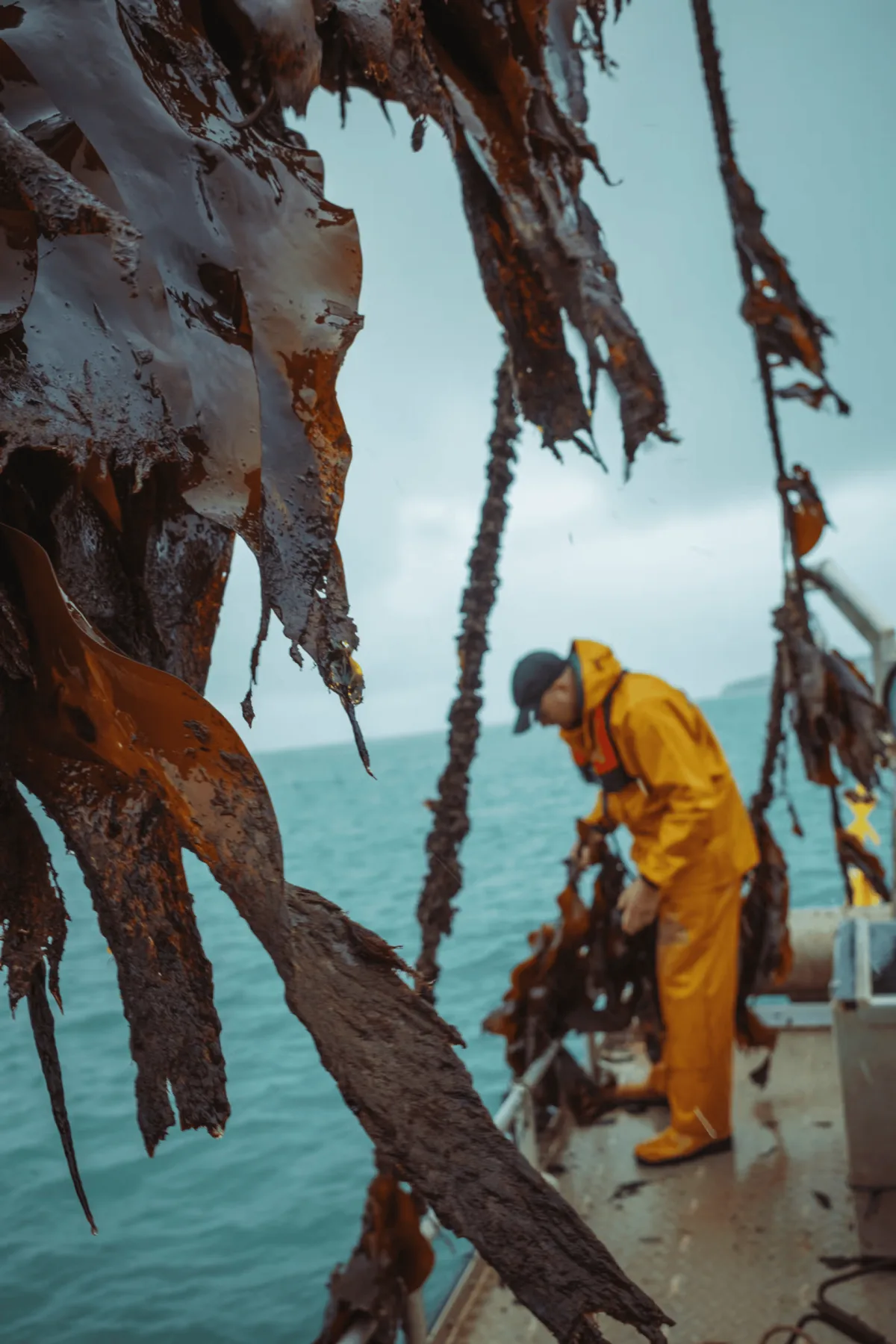 A farmer in yellow oilskins hauling a kelp line, fronds hanging in the foreground