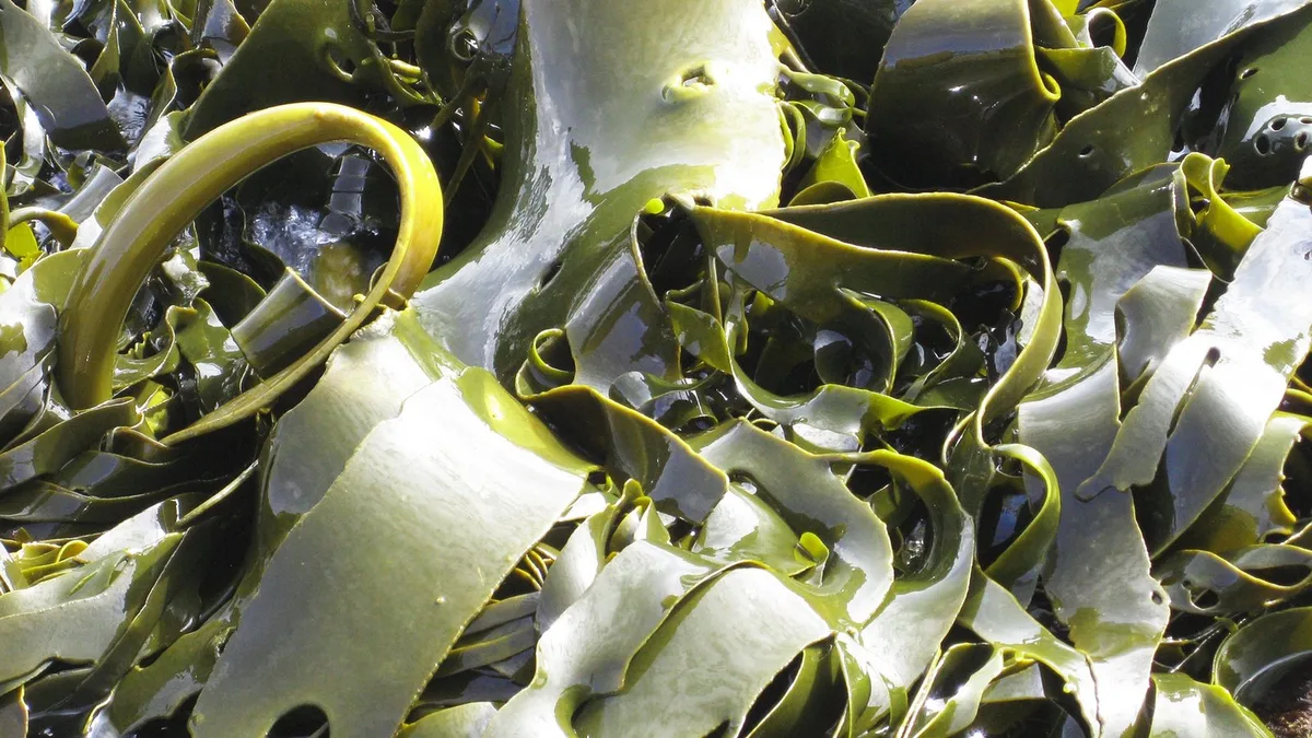 Freshly harvested kelp, close up
