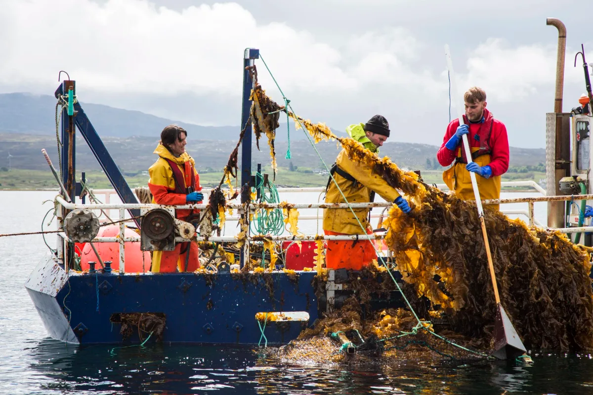 The full crew hauling harvested kelp aboard the vessel