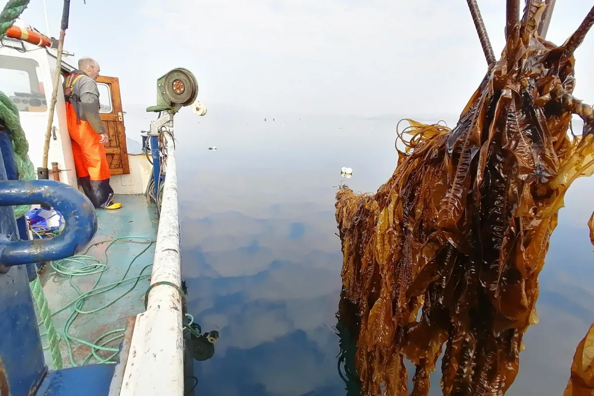 A rope of cultivated kelp hauled from a mirror-calm loch