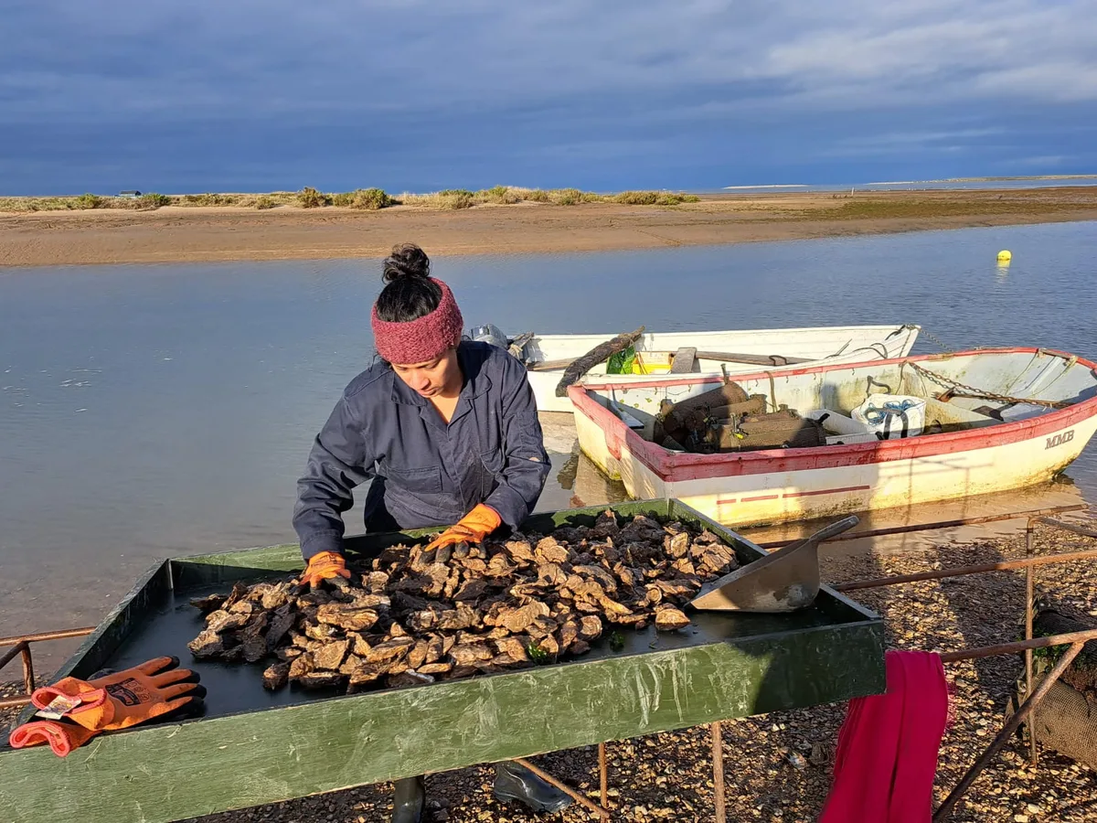Grading a tray of Pacific oysters beside the tidal creek